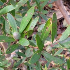 Persoonia silvatica at Captains Flat, NSW - 20 Aug 2022