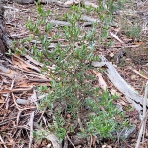 Persoonia silvatica at Captains Flat, NSW - 20 Aug 2022