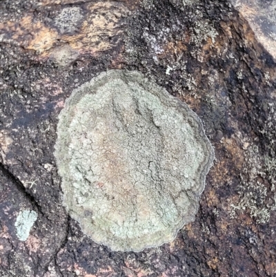 Unverified Lichen at Captains Flat, NSW - 20 Aug 2022 by trevorpreston
