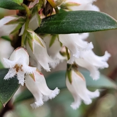 Leucopogon affinis (Lance Beard-heath) at Captains Flat, NSW - 20 Aug 2022 by trevorpreston