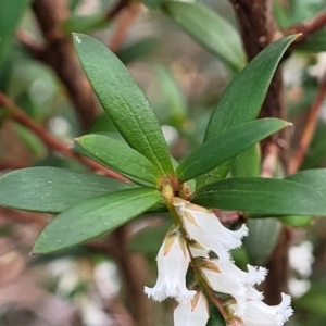 Leucopogon affinis at Captains Flat, NSW - 20 Aug 2022