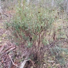 Leucopogon affinis at Captains Flat, NSW - 20 Aug 2022