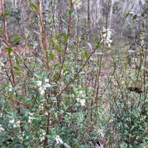 Leucopogon affinis at Captains Flat, NSW - 20 Aug 2022