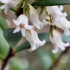 Leucopogon affinis at Captains Flat, NSW - 20 Aug 2022