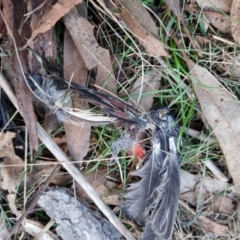 Platycercus elegans at Bungendore, NSW - 17 Aug 2022