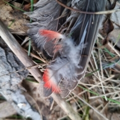 Platycercus elegans at Bungendore, NSW - 17 Aug 2022