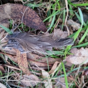 Platycercus elegans at Bungendore, NSW - 17 Aug 2022