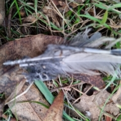 Platycercus elegans at Bungendore, NSW - 17 Aug 2022 05:27 PM