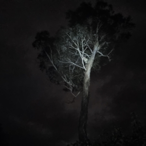 Trichosurus vulpecula at Bungendore, NSW - 14 Aug 2022