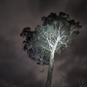 Trichosurus vulpecula at Bungendore, NSW - 14 Aug 2022