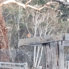 Petroica boodang (Scarlet Robin) at Bungendore, NSW - 13 Aug 2022 by clarehoneydove