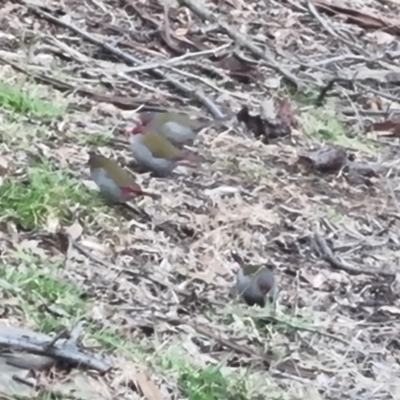 Neochmia temporalis (Red-browed Finch) at Bungendore, NSW - 13 Aug 2022 by clarehoneydove