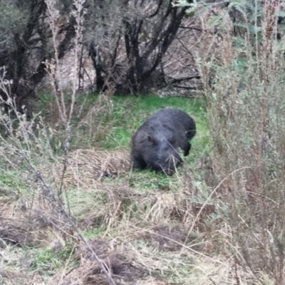 Vombatus ursinus (Common wombat, Bare-nosed Wombat) at QPRC LGA - 11 Aug 2022 by clarehoneydove