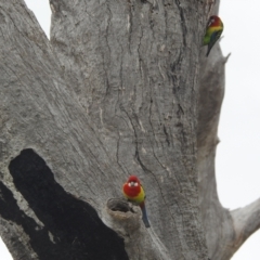 Platycercus eximius (Eastern Rosella) at Kambah, ACT - 19 Aug 2022 by HelenCross