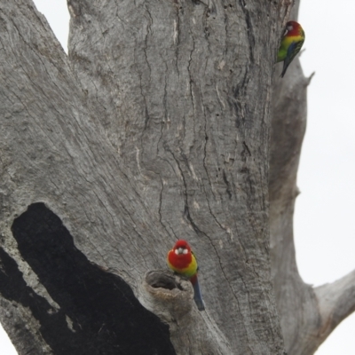 Platycercus eximius (Eastern Rosella) at Kambah, ACT - 19 Aug 2022 by HelenCross