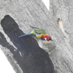 Platycercus eximius at Kambah, ACT - 19 Aug 2022 08:54 AM