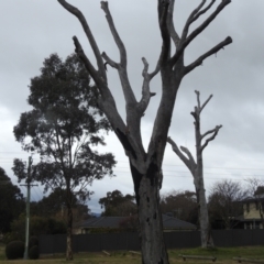 Platycercus eximius at Kambah, ACT - 19 Aug 2022 08:54 AM