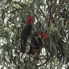 Callocephalon fimbriatum (Gang-gang Cockatoo) at Kambah, ACT - 18 Aug 2022 by HelenCross