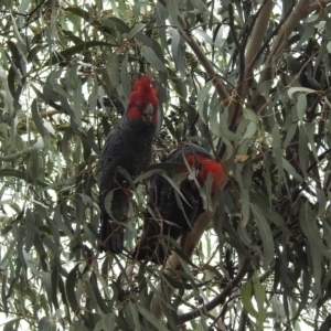 Callocephalon fimbriatum at Kambah, ACT - suppressed