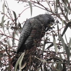 Callocephalon fimbriatum at Kambah, ACT - suppressed