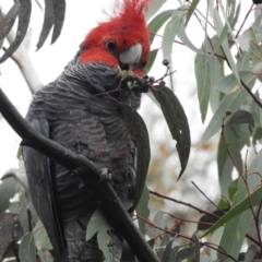 Callocephalon fimbriatum at Kambah, ACT - suppressed