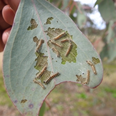 Uraba lugens (Gumleaf Skeletonizer) at Kambah, ACT - 19 Aug 2022 by HelenCross