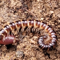 Paradoxosomatidae sp. (family) (Millipede) at QPRC LGA - 19 Aug 2022 by trevorpreston