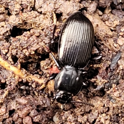 Cardiothorax sp. (genus) (Darkling Beetle) at QPRC LGA - 19 Aug 2022 by trevorpreston