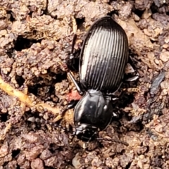 Cardiothorax sp. (genus) (Darkling Beetle) at Captains Flat, NSW - 19 Aug 2022 by trevorpreston