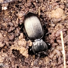 Cardiothorax sp. (genus) at Captains Flat, NSW - 20 Aug 2022