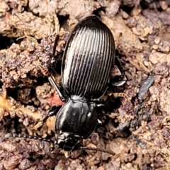 Cardiothorax sp. (genus) at Captains Flat, NSW - 20 Aug 2022