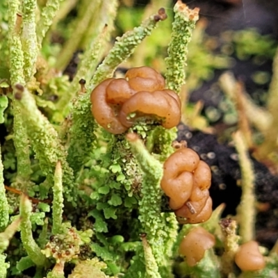 Cladonia sp. (genus) (Cup Lichen) at Tallaganda National Park - 19 Aug 2022 by trevorpreston