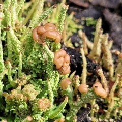 Cladonia sp. (genus) at Captains Flat, NSW - 20 Aug 2022 08:51 AM