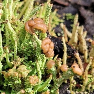 Cladonia sp. (genus) at Captains Flat, NSW - 20 Aug 2022 08:51 AM