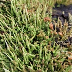 Cladonia sp. (genus) at Captains Flat, NSW - 20 Aug 2022 08:51 AM