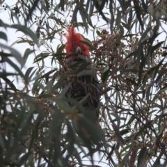 Callocephalon fimbriatum at Kambah, ACT - 19 Aug 2022