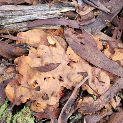 Unidentified Underside smooth or wrinkled/roughened <Stereum etc> at Captains Flat, NSW - 20 Aug 2022 by trevorpreston