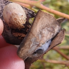 Paropsis atomaria (Eucalyptus leaf beetle) at McQuoids Hill - 19 Aug 2022 by HelenCross