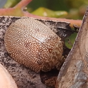 Paropsis atomaria at Kambah, ACT - 19 Aug 2022