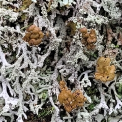 Hypogymnia sp. at Captains Flat, NSW - 19 Aug 2022 by trevorpreston