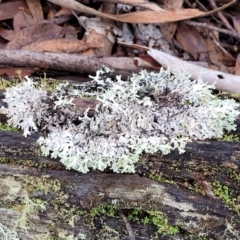 Unidentified Lichen at Captains Flat, NSW - 19 Aug 2022 by trevorpreston