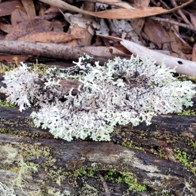 Unidentified Lichen at Captains Flat, NSW - 19 Aug 2022 by trevorpreston