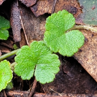 Hydrocotyle laxiflora (Stinking Pennywort) at Captains Flat, NSW - 20 Aug 2022 by trevorpreston
