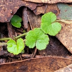 Hydrocotyle laxiflora at Captains Flat, NSW - 20 Aug 2022