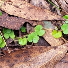 Hydrocotyle laxiflora at Captains Flat, NSW - 20 Aug 2022