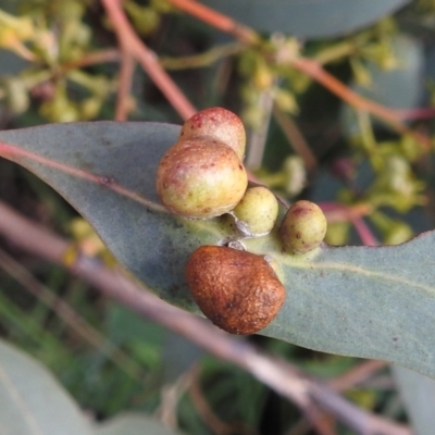 Unidentified Eucalyptus Gall at Kambah, ACT - 19 Aug 2022 by HelenCross