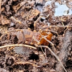 Opiliones (order) (Unidentified harvestman) at Captains Flat, NSW - 19 Aug 2022 by trevorpreston