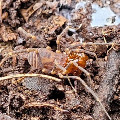 Opiliones (order) (Unidentified harvestman) at Tallaganda National Park - 19 Aug 2022 by trevorpreston