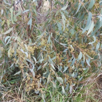 Eucalyptus macrorhyncha (Red Stringybark) at Kambah, ACT - 19 Aug 2022 by HelenCross