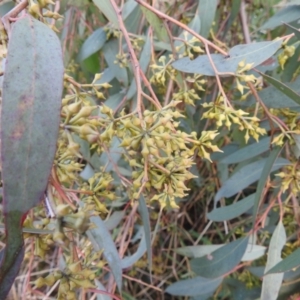 Eucalyptus macrorhyncha at Kambah, ACT - 19 Aug 2022